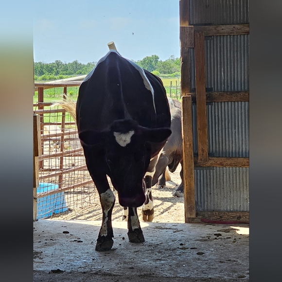 Cows cows and more cows - Picture 12 of 12